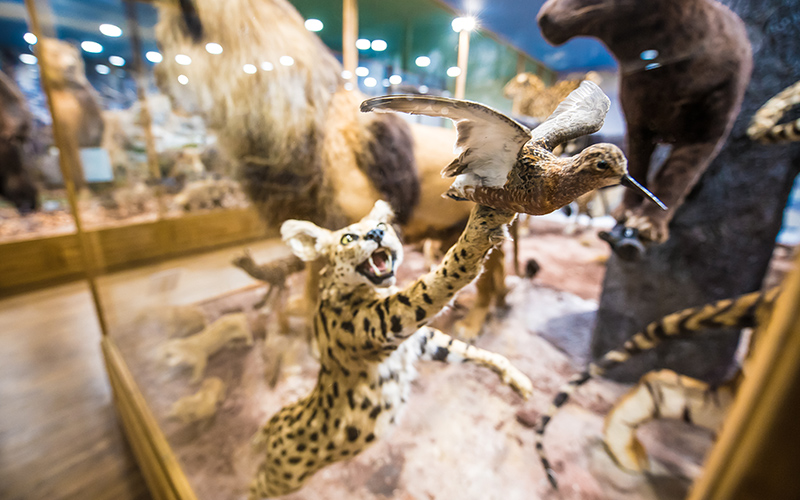 Natural History Museum Plovdiv