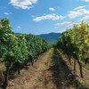 Bulgaria Wine Tours